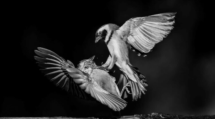 Black and White-Winning Photos from the Artist Gallery Awards 2024