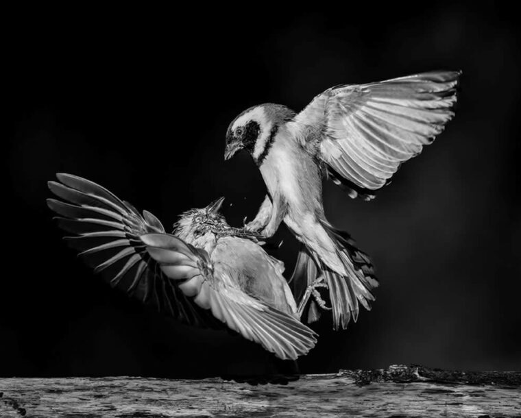 24 Fantastic Black and White-Winning Photos from the Artist Gallery Awards 2024