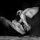 Black and White-Winning Photos from the Artist Gallery Awards 2024