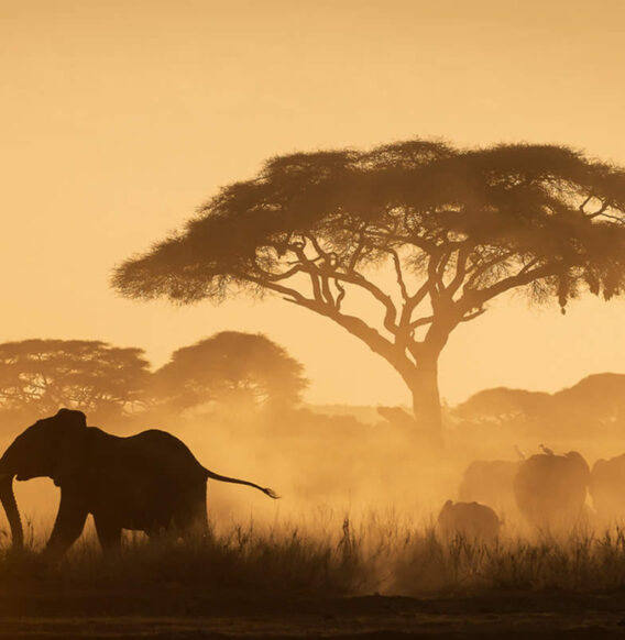 25 Outstanding Wildlife-Winning Photos from The Artist Gallery Awards 2024