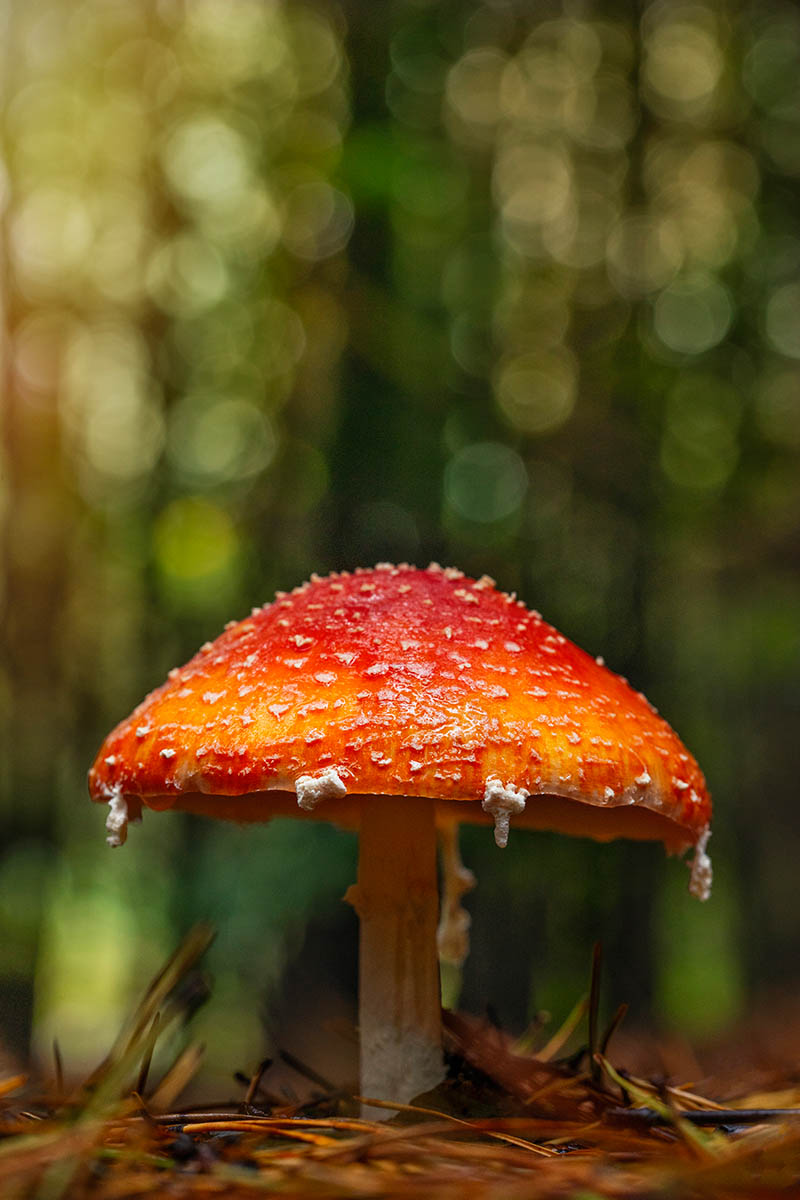 The Beauty of Plants Garden Photographer of the Year Winners