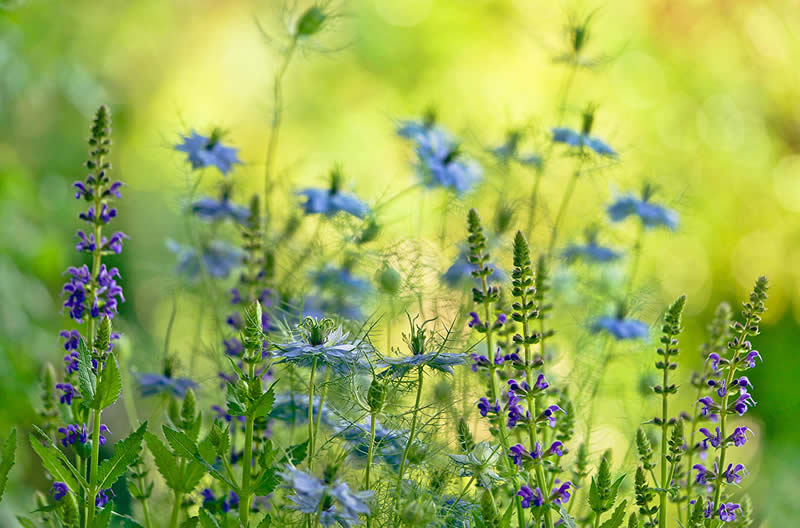 The Beauty of Plants Garden Photographer of the Year Winners