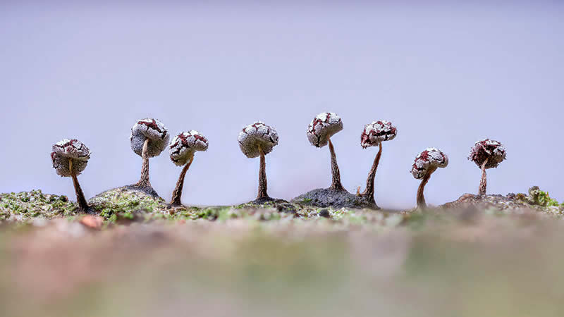 The Beauty of Plants Garden Photographer of the Year Winners