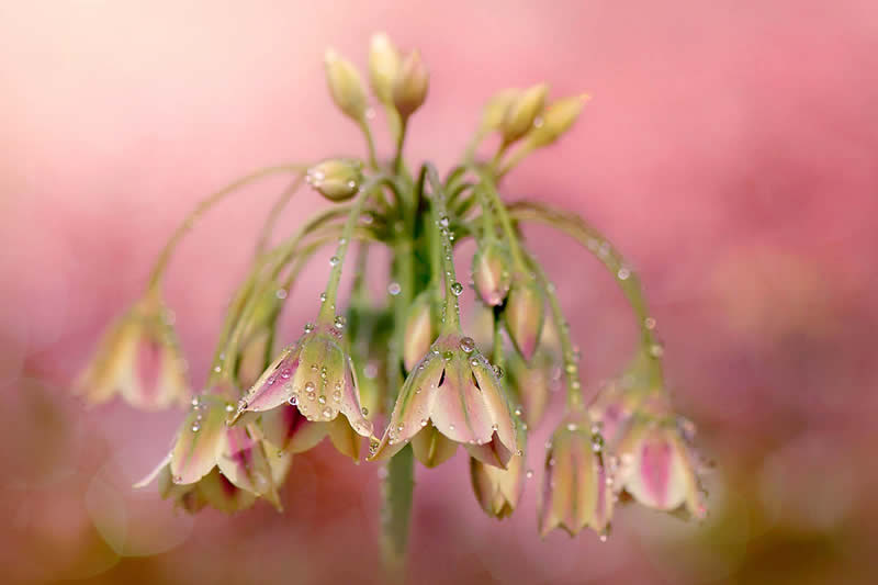 The Beauty of Plants Garden Photographer of the Year Winners