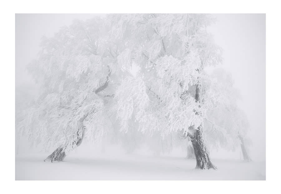 Trees Snow Black and White Photography