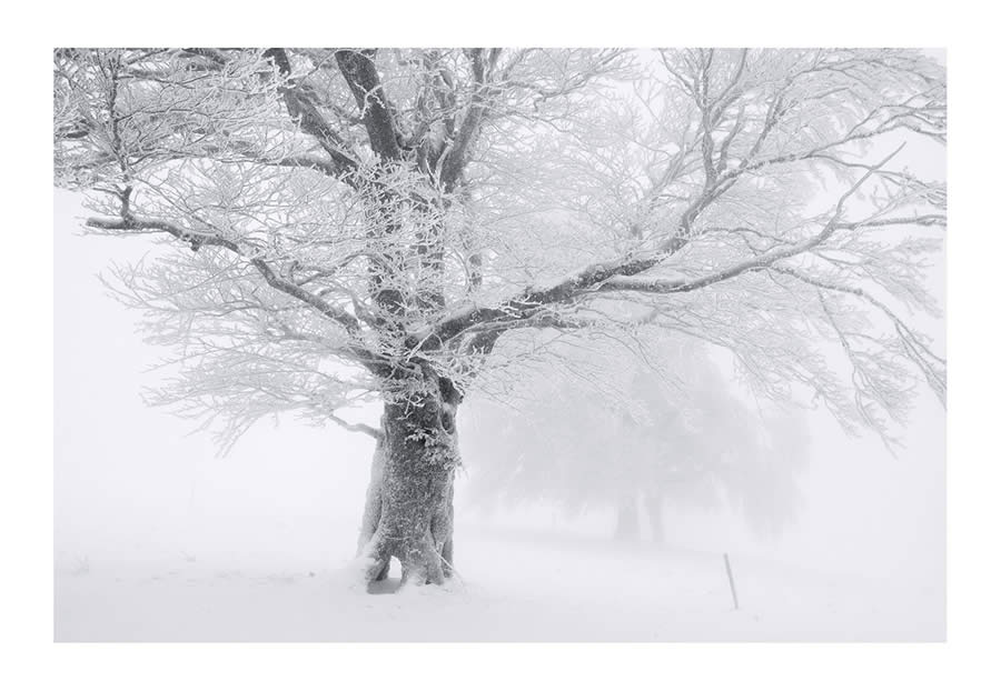 Trees Snow Black and White Photography