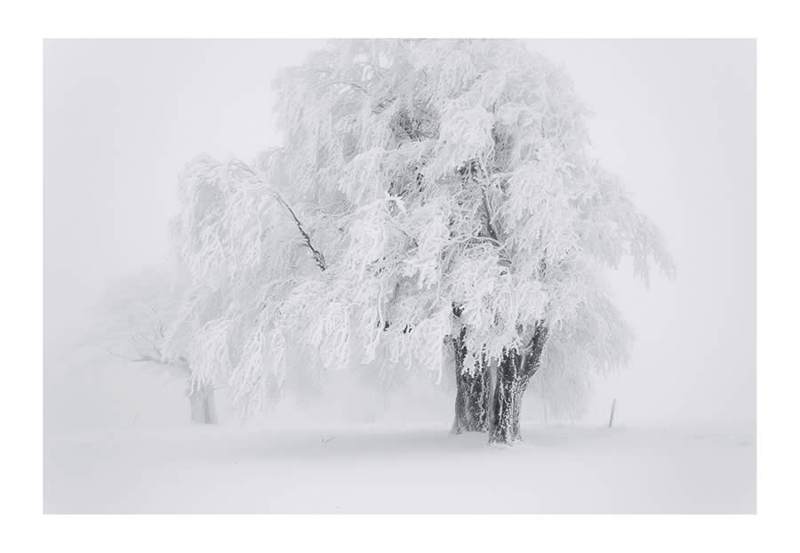 Trees Snow Black and White Photography