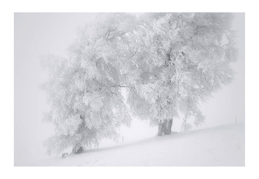 Trees Snow Black and White Photography