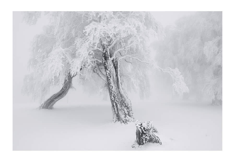 Trees Snow Black and White Photography