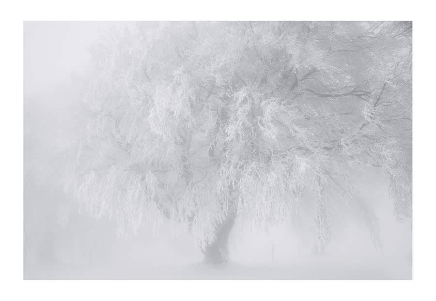 Trees Snow Black and White Photography