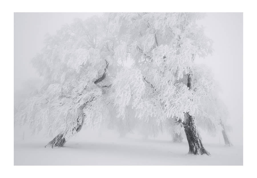 Trees Snow Black and White Photography