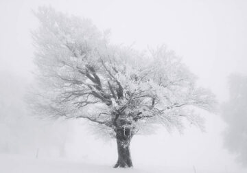 Under a Winter Blanket: A Photographer’s Monochrome Vision of Trees