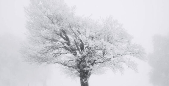 Under a Winter Blanket: A Photographer’s Monochrome Vision of Trees