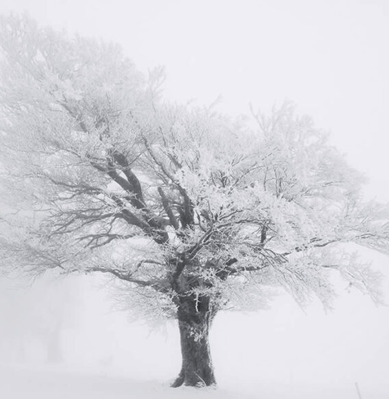 Under a Winter Blanket: A Photographer’s Monochrome Vision of Trees