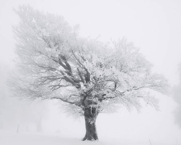 Under a Winter Blanket: A Photographer’s Monochrome Vision of Trees