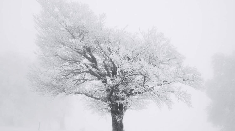 Trees Snow Black and White Photography