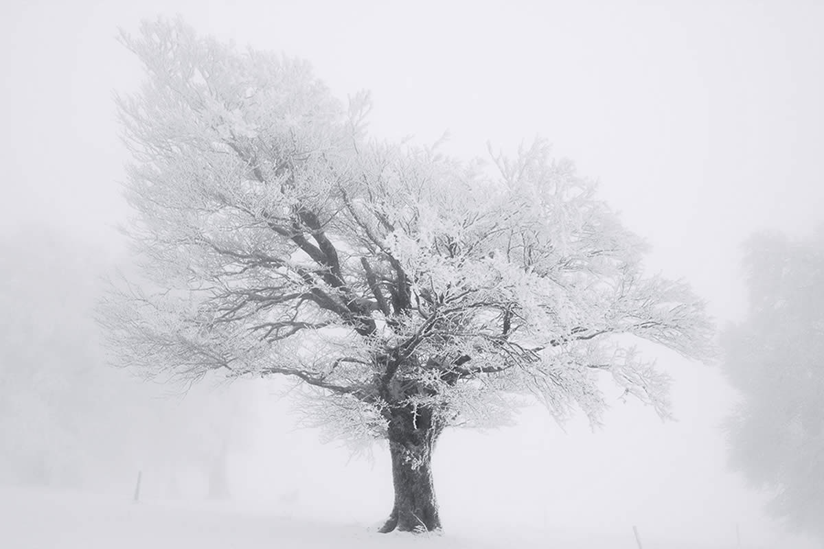 Trees Snow Black and White Photography