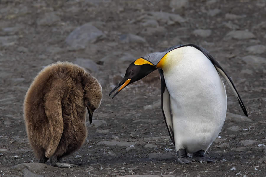 Wildlife Photography by Paul Mckenzie