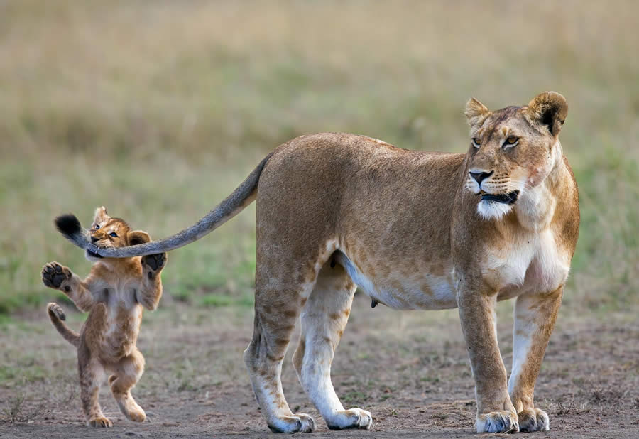 Wildlife Photography Moments to Inspire Nature Lovers