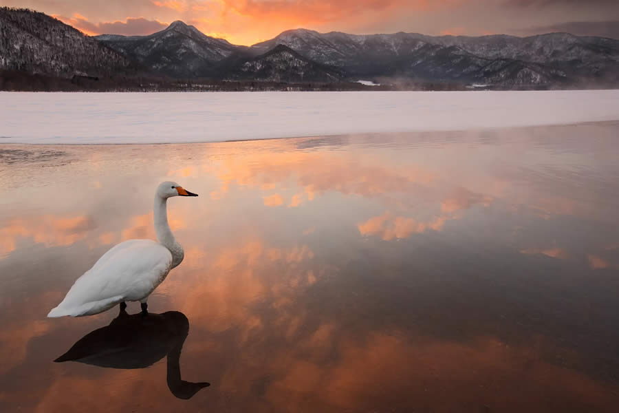 Wildlife Photography by Paul Mckenzie