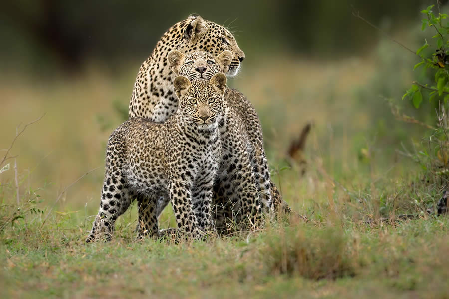 Wildlife Photography by Paul Mckenzie