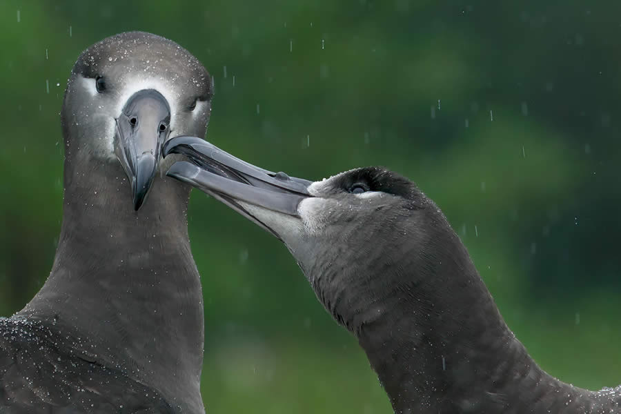 Wildlife Photography by Paul Mckenzie