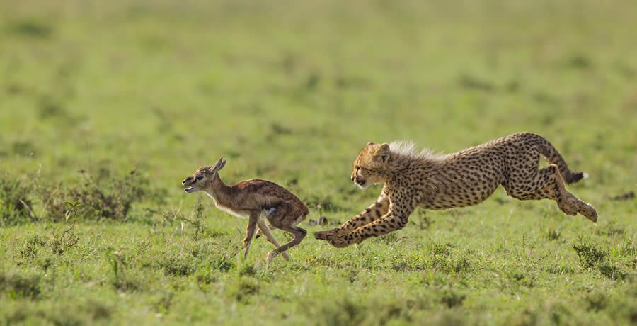 Wildlife Photography by Paul Mckenzie