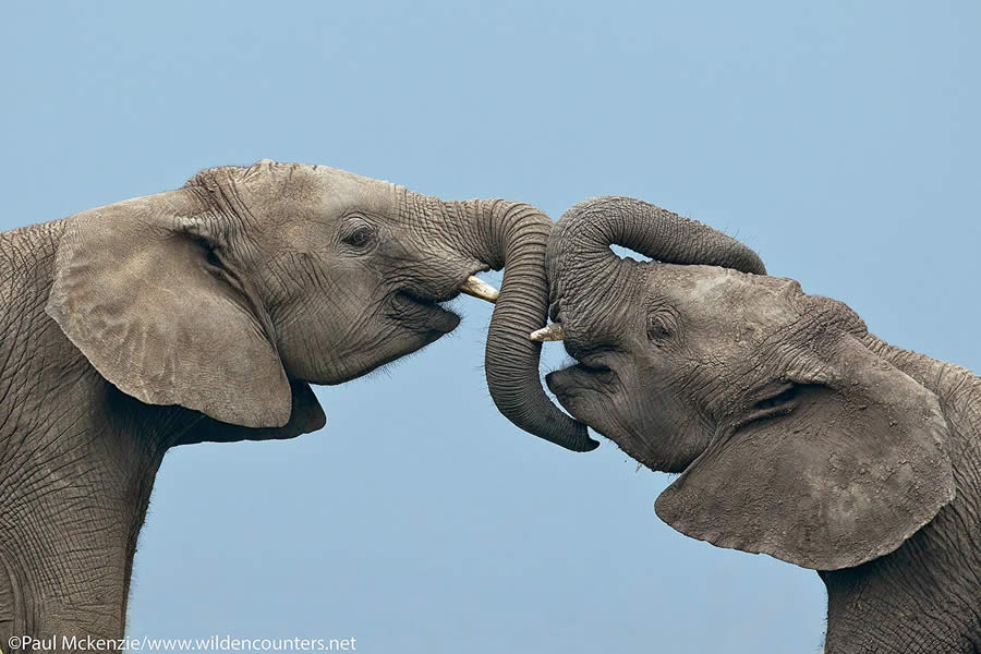 Wildlife Photography by Paul Mckenzie