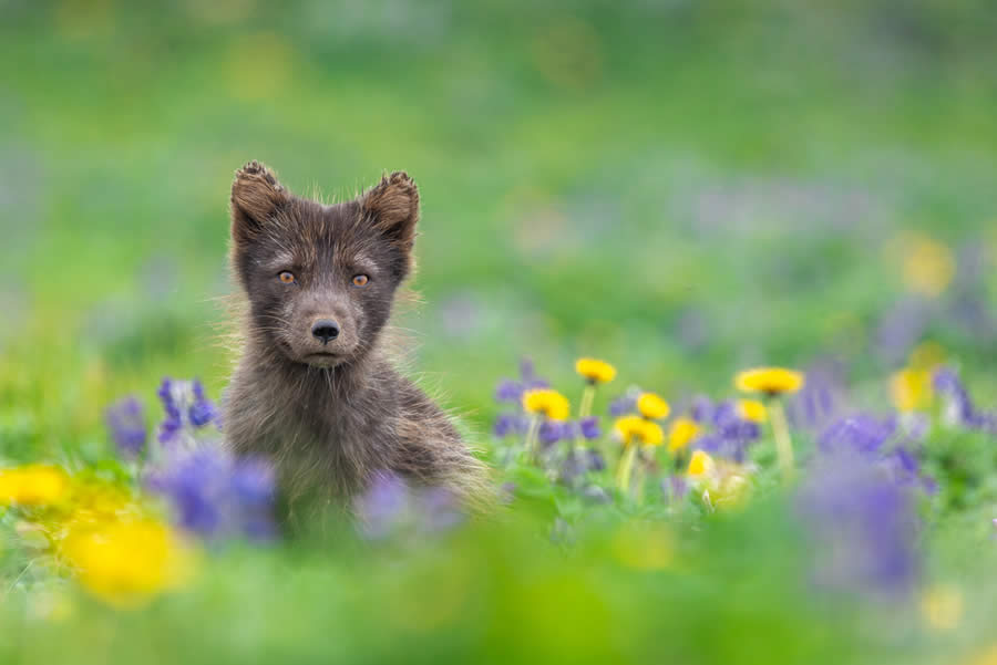 Landscape and Wildlife Photography by John Meragias