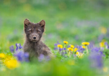 Landscape and Wildlife Photography by John Meragias