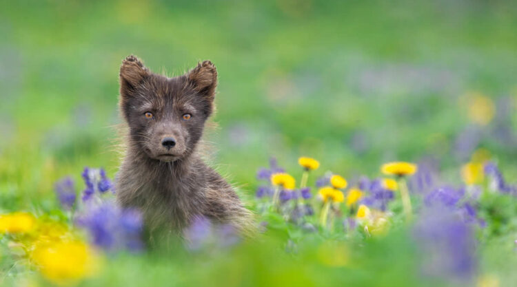 Landscape and Wildlife Photography by John Meragias