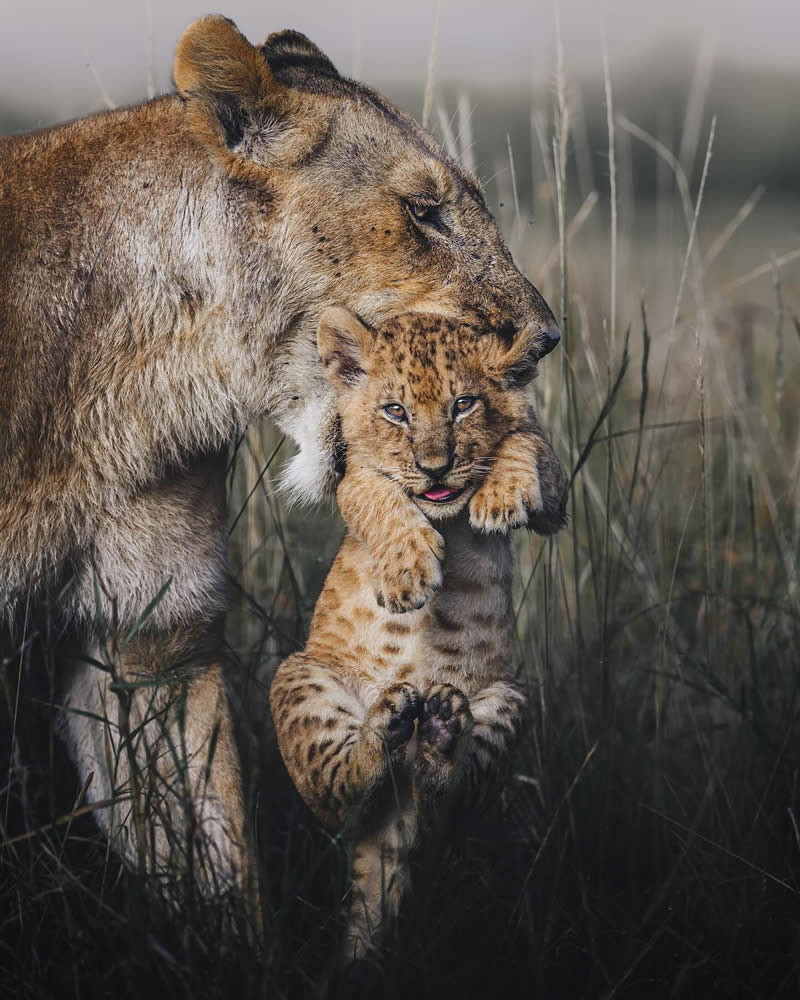 Wildlife Photography by Randall Ball