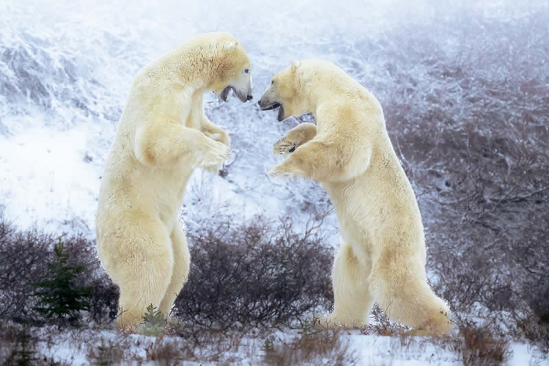 Wildlife Photography by Randall Ball