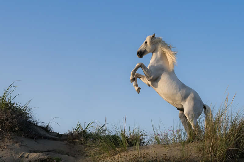 Wildlife Photography by Randall Ball