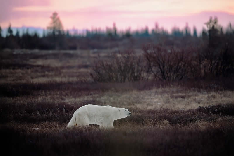 Wildlife Photography by Randall Ball