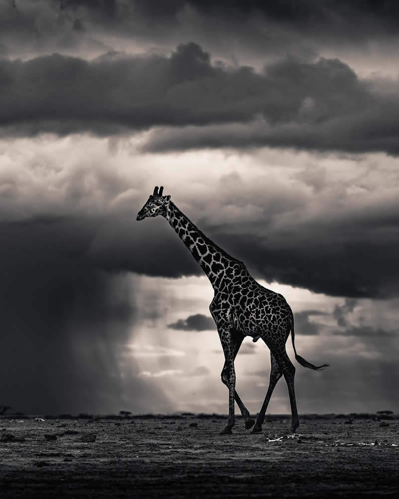 Wildlife Photography by Randall Ball