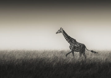 Wildlife Photography by Randall Ball