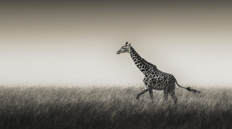 Wildlife Photography by Randall Ball