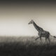 Wildlife Photography by Randall Ball