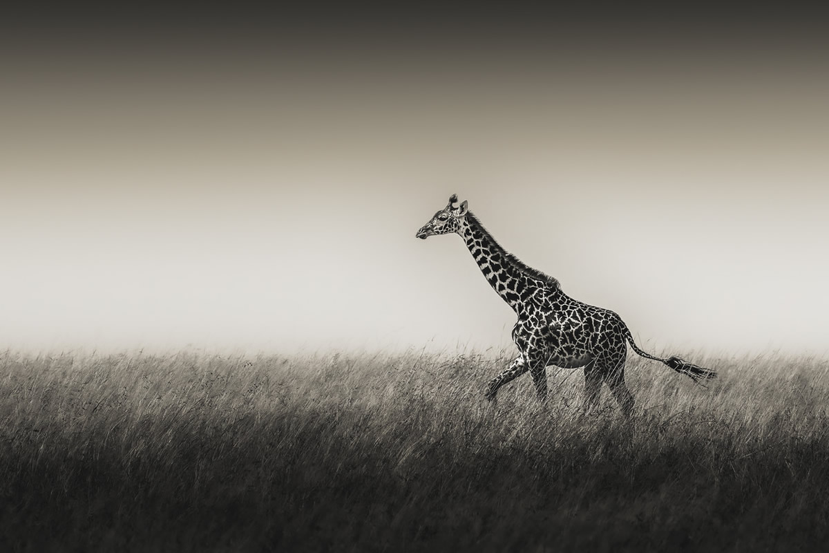 Wildlife Photography by Randall Ball