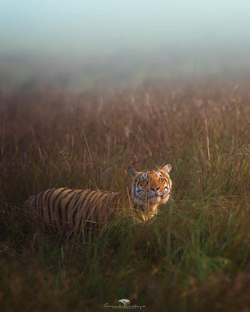 Indian Wildlife Photography by Swarnendu Chatterjee