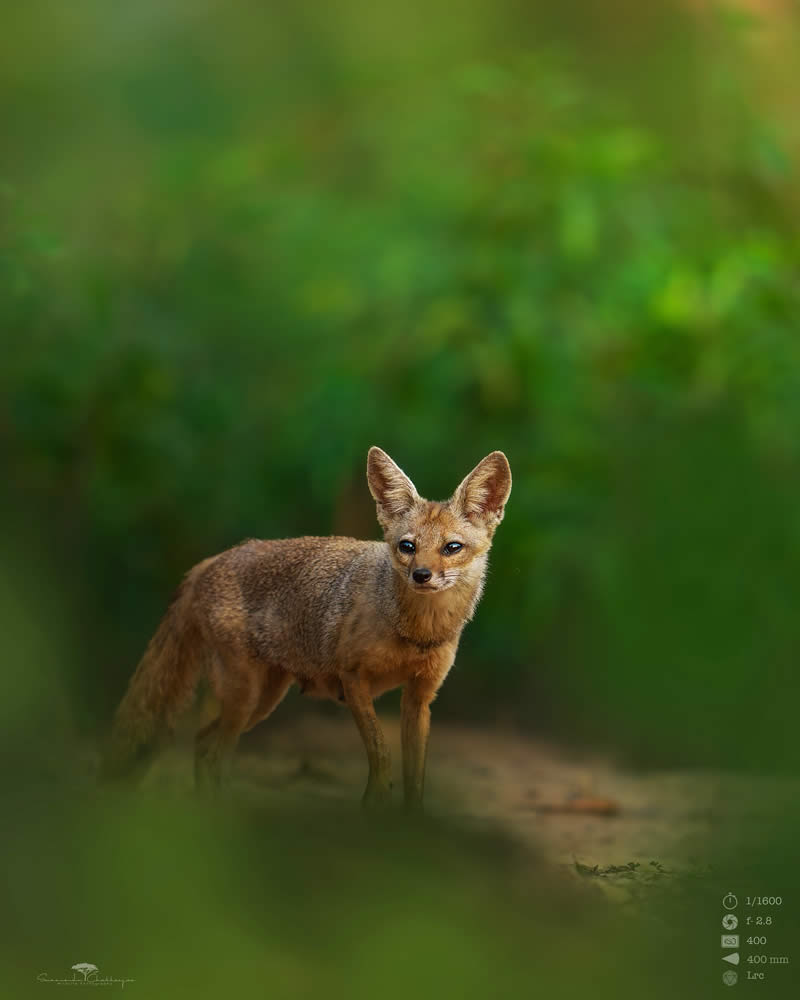 Indian Wildlife Photography by Swarnendu Chatterjee