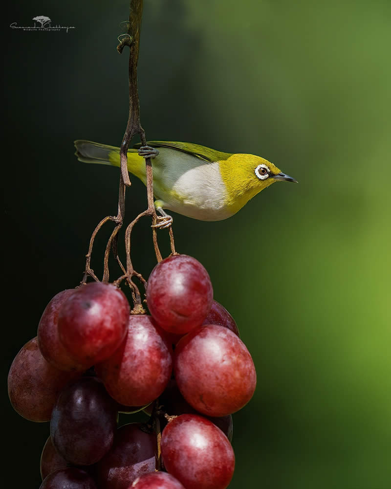 Indian Wildlife Photography by Swarnendu Chatterjee