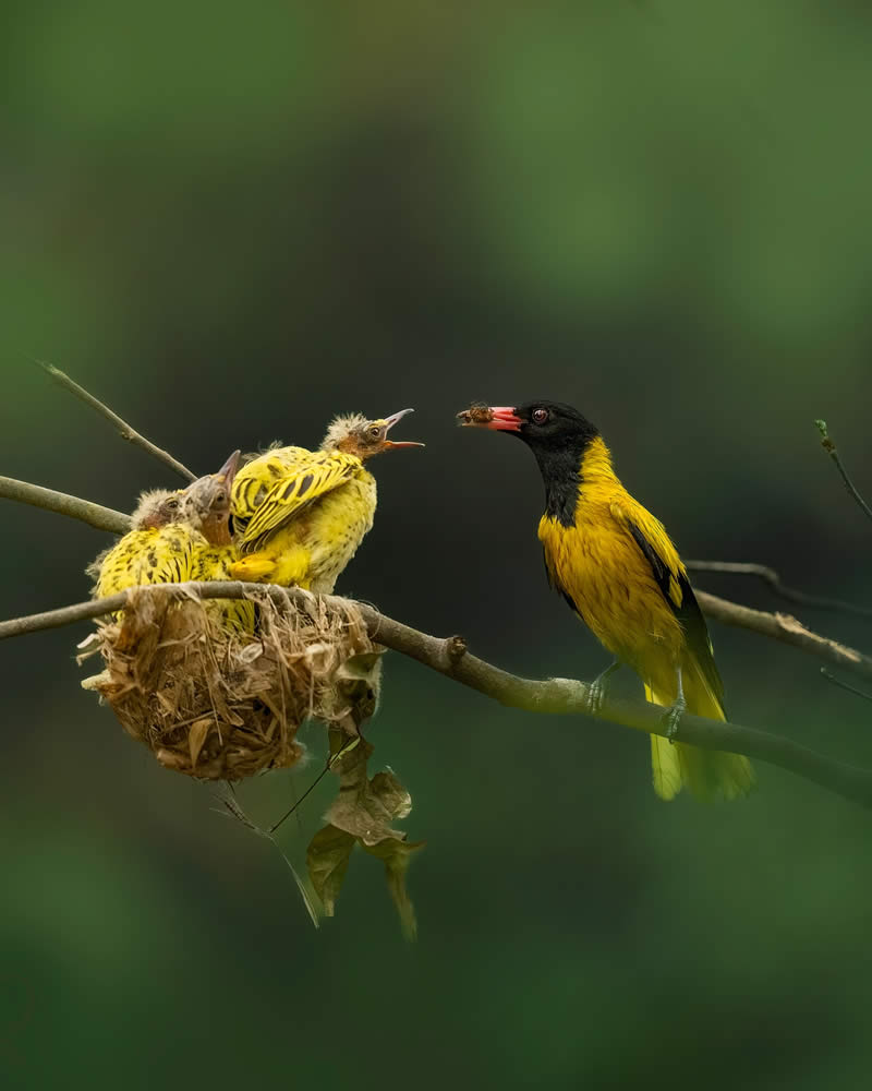 Wildlife Photography Moments to Inspire Nature Lovers