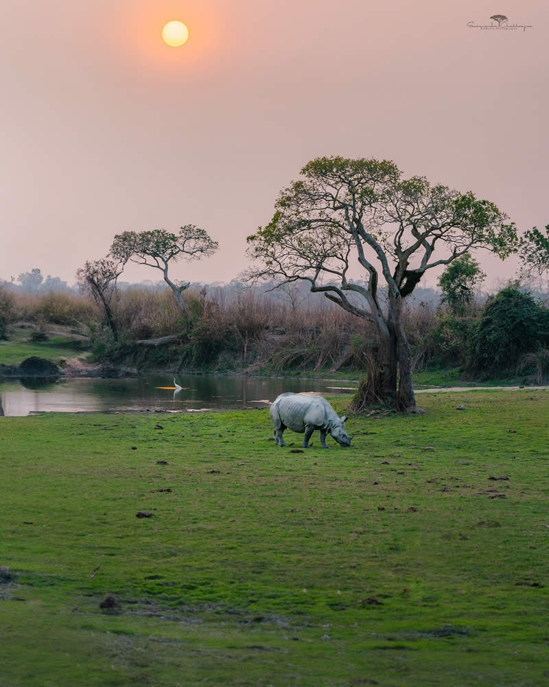 Indian Wildlife Photography by Swarnendu Chatterjee