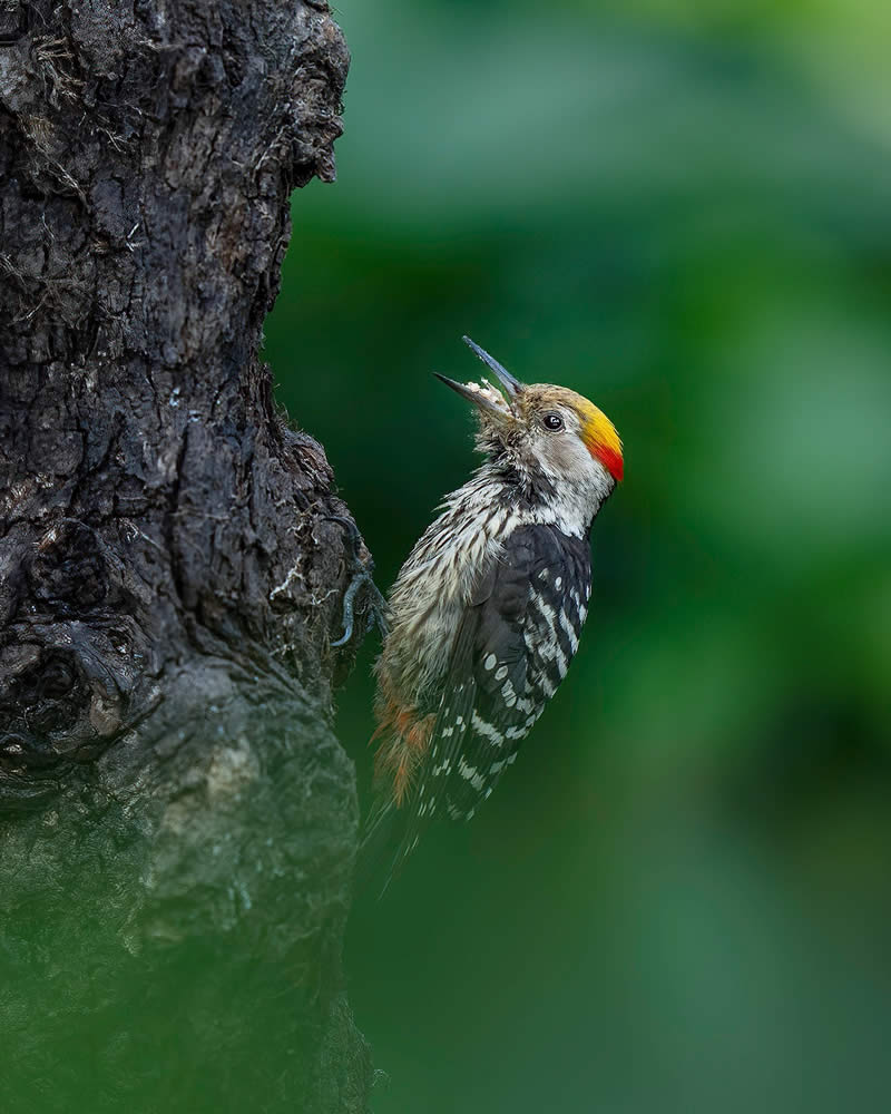 Indian Wildlife Photography by Swarnendu Chatterjee