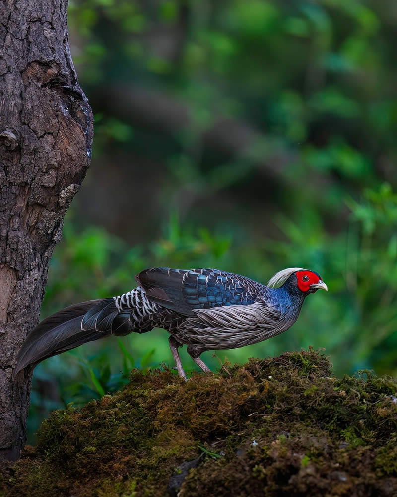 Indian Wildlife Photography by Swarnendu Chatterjee