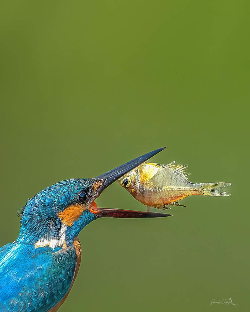 Indian Wildlife Photography by Swarnendu Chatterjee