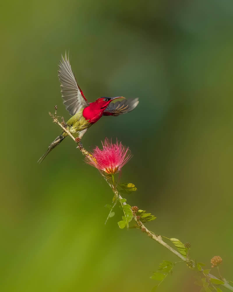 Indian Wildlife Photography by Swarnendu Chatterjee