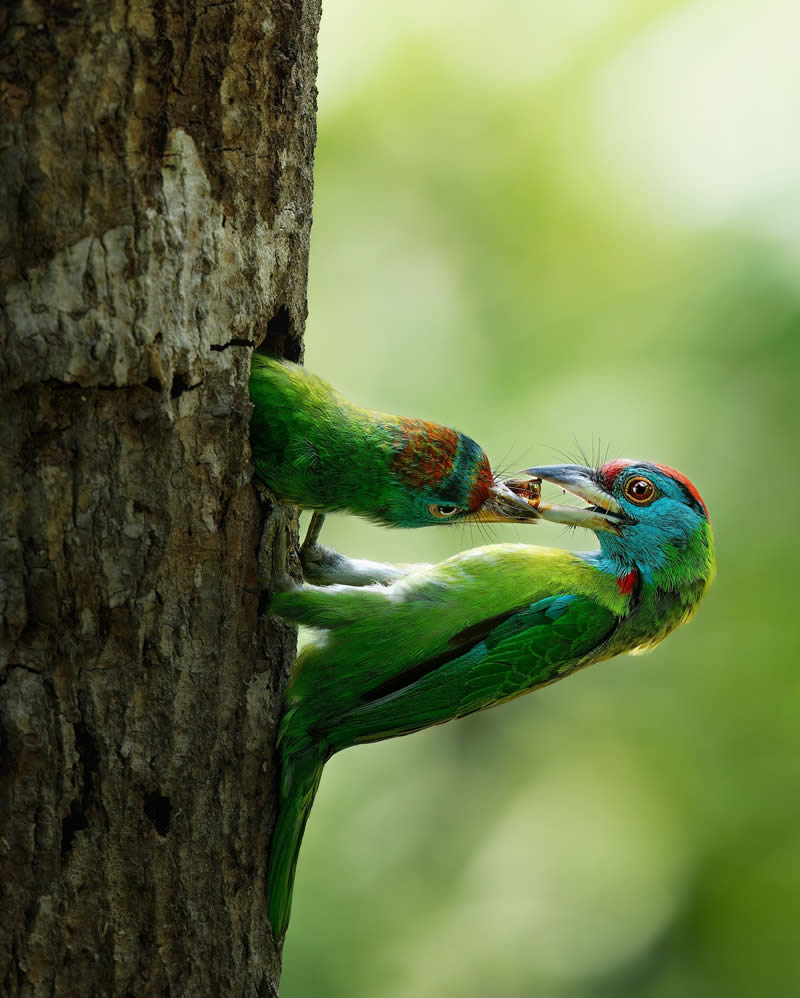 Indian Wildlife Photography by Swarnendu Chatterjee